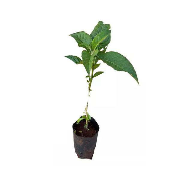 Muda de Fruta do Sabia 20 a 40cm AMK - Plantas Online - AMK Jardinagem e Paisagismo Imagem de Muda de Fruta do Sabia 20 a 40cm AMK - Plantas Online