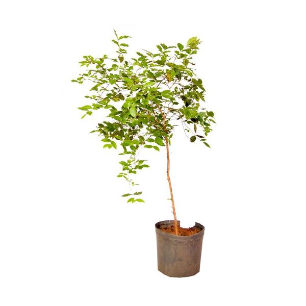 Imagem de Muda de Gabiroba 20 a 40cm AMK - Plantas Online