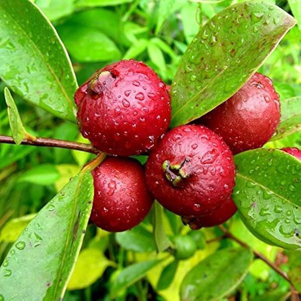 Imagem de Muda de Goiaba Araçá Vermelho 20 a 40cm AMK - Plantas Online