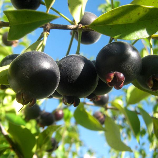 Muda de Guabiju 20 a 40cm AMK - Plantas Online - AMK Jardinagem e Paisagismo Imagem de Muda de Guabiju 20 a 40cm AMK - Plantas Online