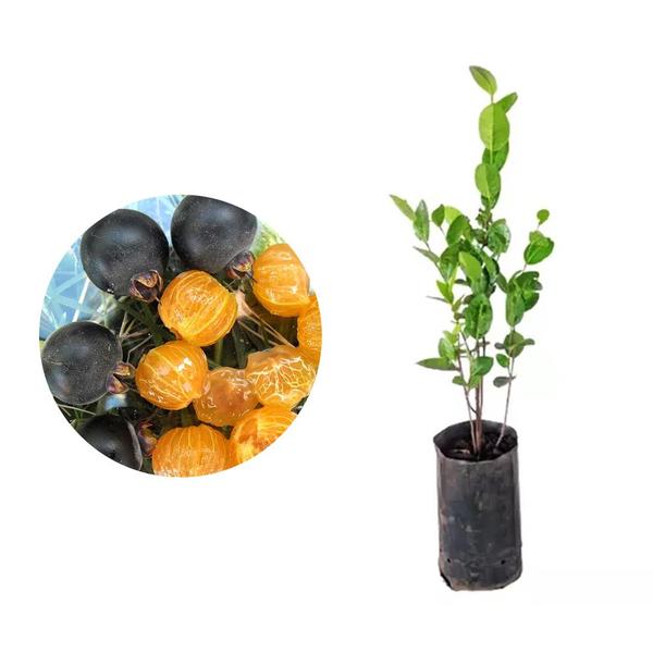 Imagem de Muda de Guabiju 20 a 40cm AMK - Plantas Online