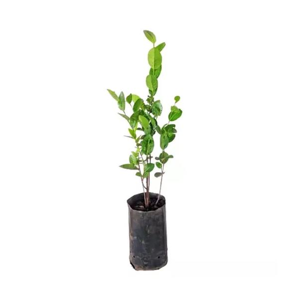 Imagem de Muda de Guabiju 20 a 40cm AMK - Plantas Online