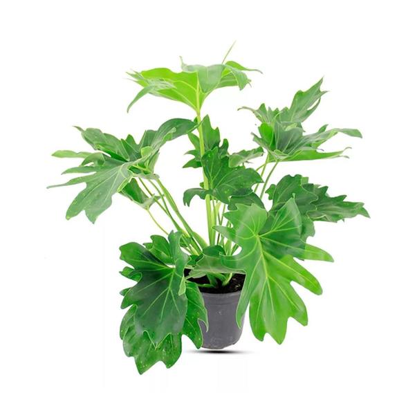 Imagem de Muda de Guaimbe 20 a 40cm AMK - Plantas Online