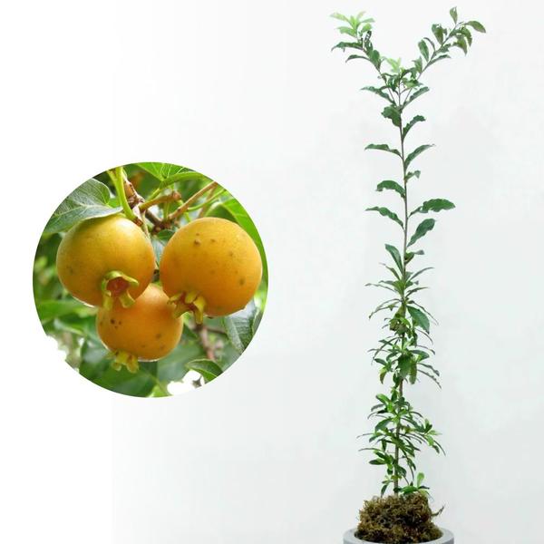 Imagem de Muda de Guaivira 20 a 40cm AMK - Plantas Online