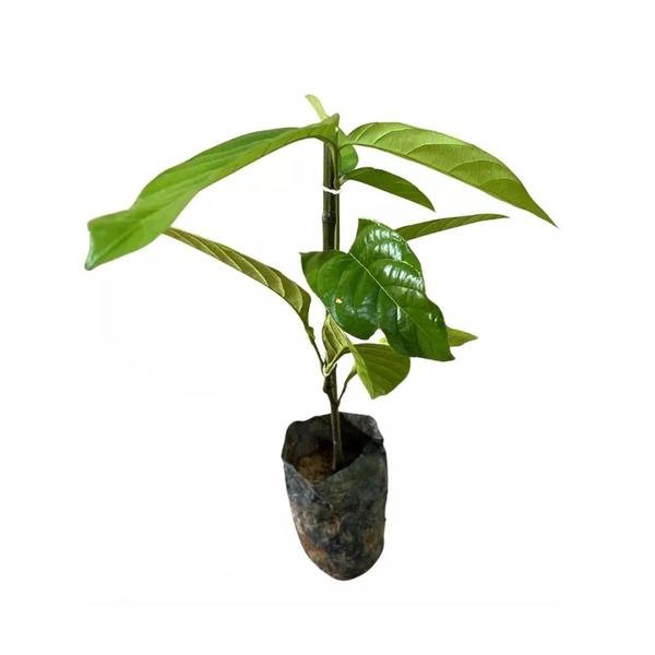 Imagem de Muda de Guaraná 20 a 40cm AMK - Plantas Online