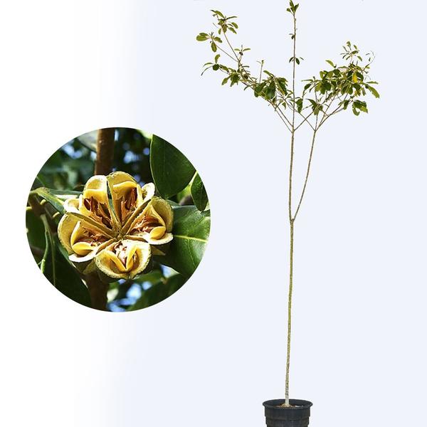 Imagem de Muda de Guarantã 20 a 40cm AMK - Plantas Online