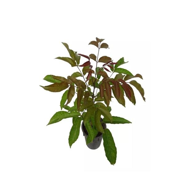 Imagem de Muda de Guaricica 20 a 40cm AMK - Plantas Online