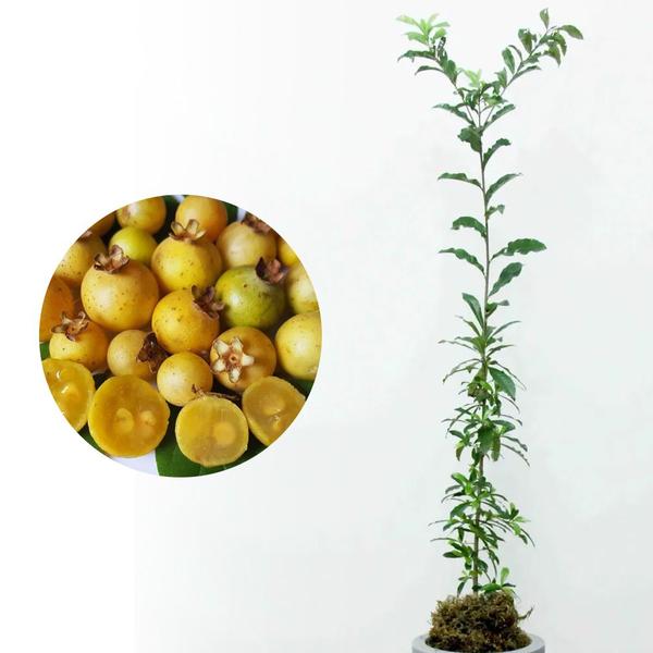 Imagem de Muda de Guavira 20 a 40cm AMK - Plantas Online