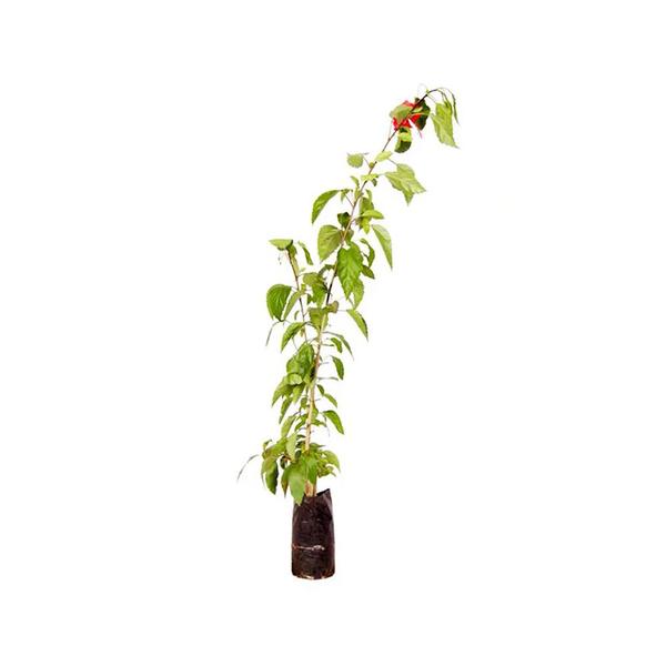 Imagem de Muda de Hibisco Vermelho 20 a 40cm AMK - Plantas Online