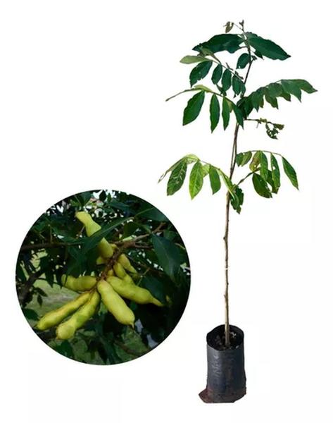 Muda De Ingá De Metro - Plantas Imagem de Muda De Ingá De Metro