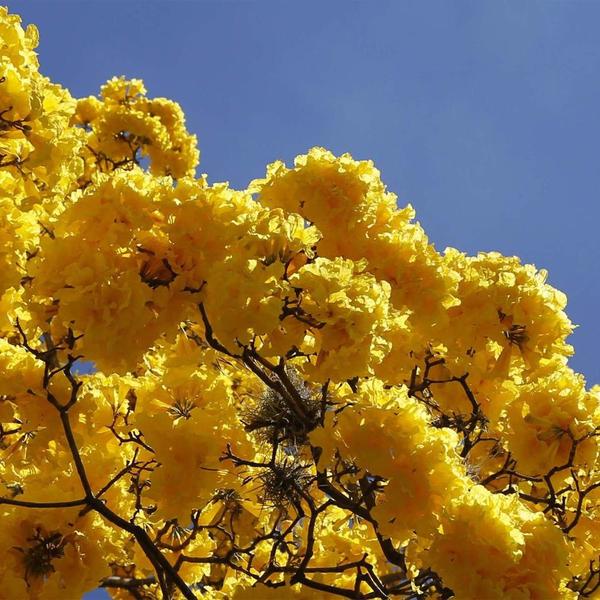 Muda de Ipê Amarelo Bola 20 a 40cm AMK - Plantas Online - AMK Jardinagem e Paisagismo Imagem de Muda de Ipê Amarelo Bola 20 a 40cm AMK - Plantas Online