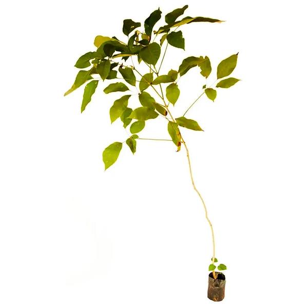 Muda de Ipê Amarelo Bola 20 a 40cm AMK - Plantas Online - AMK Jardinagem e Paisagismo Imagem de Muda de Ipê Amarelo Bola 20 a 40cm AMK - Plantas Online