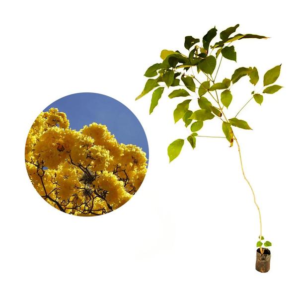 Muda de Ipê Amarelo Bola 20 a 40cm AMK - Plantas Online - AMK Jardinagem e Paisagismo Imagem de Muda de Ipê Amarelo Bola 20 a 40cm AMK - Plantas Online