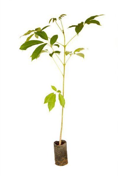 Muda de Ipê Mirim Roxo Altura 0,40 cm a 0,80 cm - Plantas Imagem de Muda de Ipê Mirim Roxo Altura 0,40 cm a 0,80 cm
