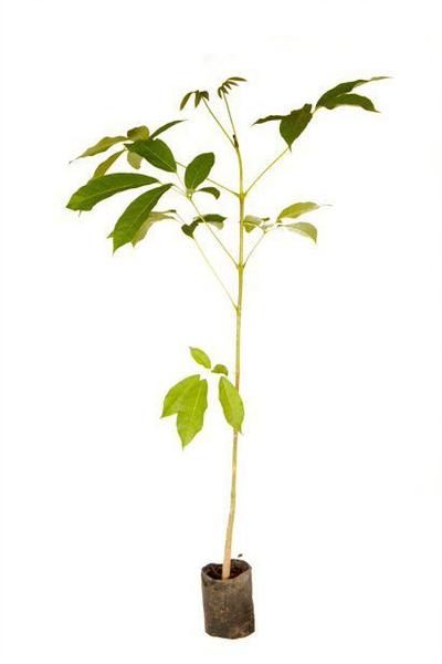 Muda de Ipê Mirim Roxo Altura 0,40 cm a 0,80 cm - Plantas Imagem de Muda de Ipê Mirim Roxo Altura 0,40 cm a 0,80 cm