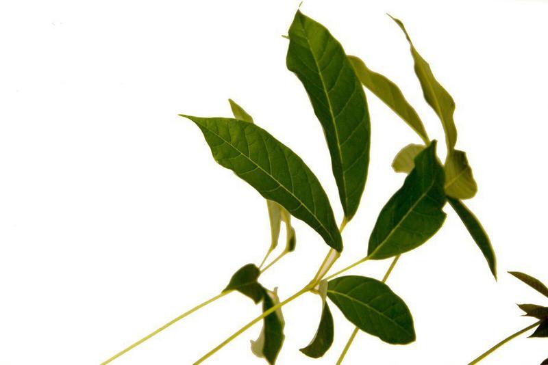 Muda de Ipê Mirim Roxo Altura 0,40 cm a 0,80 cm - Plantas Imagem de Muda de Ipê Mirim Roxo Altura 0,40 cm a 0,80 cm