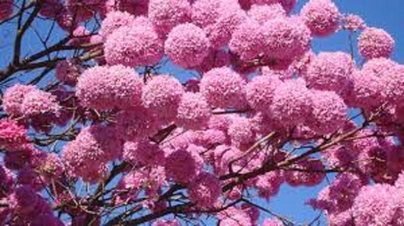 Muda de Ipê Rosa - Mudas Herculandia Imagem de Muda de Ipê Rosa