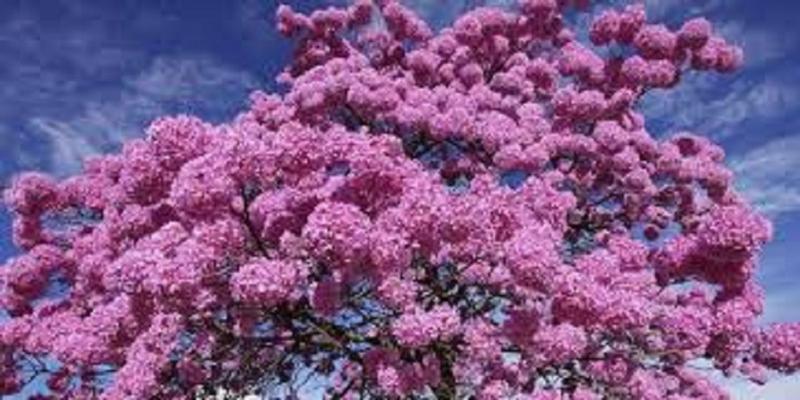 Muda de Ipê Rosa - Mudas Herculandia Imagem de Muda de Ipê Rosa