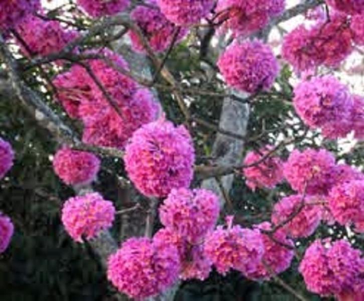Muda de Ipê Rosa - Mudas Herculandia Imagem de Muda de Ipê Rosa