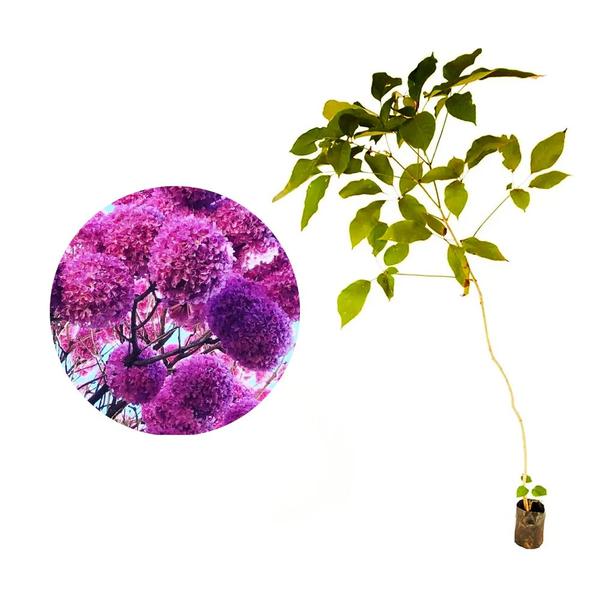 Imagem de Muda de Ipe Roxo Bola 20 a 40cm AMK - Plantas Online