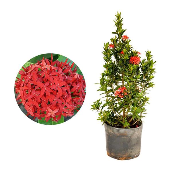 Imagem de Muda de Ixora Midi 20 a 40cm AMK - Plantas Online