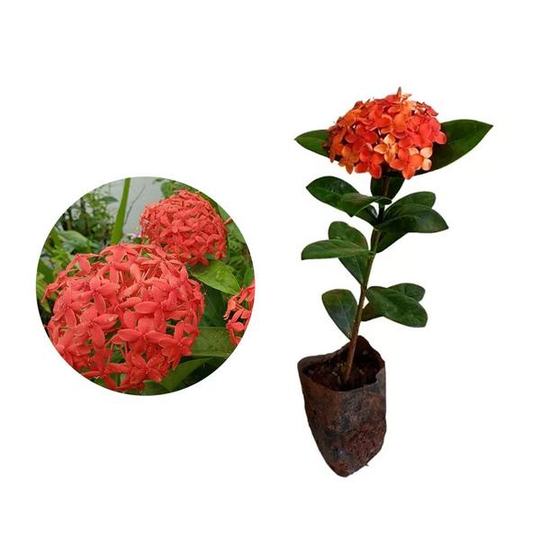 Imagem de Muda De Ixora Midi Altura 20cm