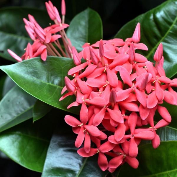 Imagem de Muda de Ixora Rei 20 a 40cm AMK - Plantas Online