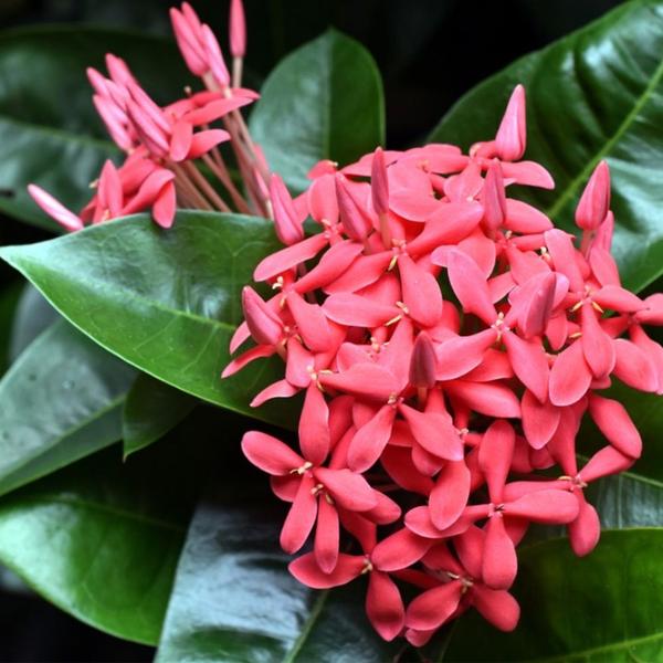 Muda de Ixora Rei 20 a 40cm AMK - Plantas Online - AMK Jardinagem e Paisagismo Imagem de Muda de Ixora Rei 20 a 40cm AMK - Plantas Online