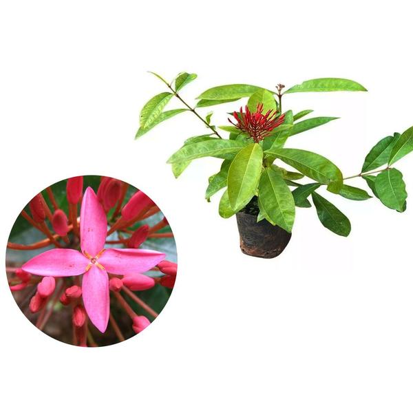 Muda de Ixora Rei 20 a 40cm AMK - Plantas Online - AMK Jardinagem e Paisagismo Imagem de Muda de Ixora Rei 20 a 40cm AMK - Plantas Online