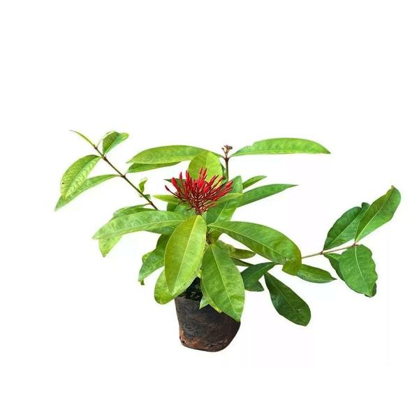 Muda de Ixora Rei 20 a 40cm AMK - Plantas Online - AMK Jardinagem e Paisagismo Imagem de Muda de Ixora Rei 20 a 40cm AMK - Plantas Online