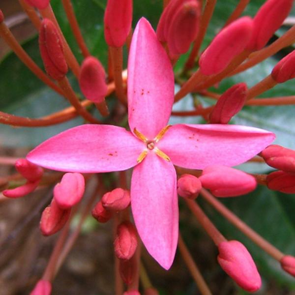 Imagem de Muda de Ixora Rei 20 a 40cm AMK - Plantas Online