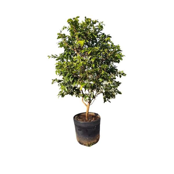 Imagem de Muda de Jabuticaba 20 a 40cm AMK - Plantas Online