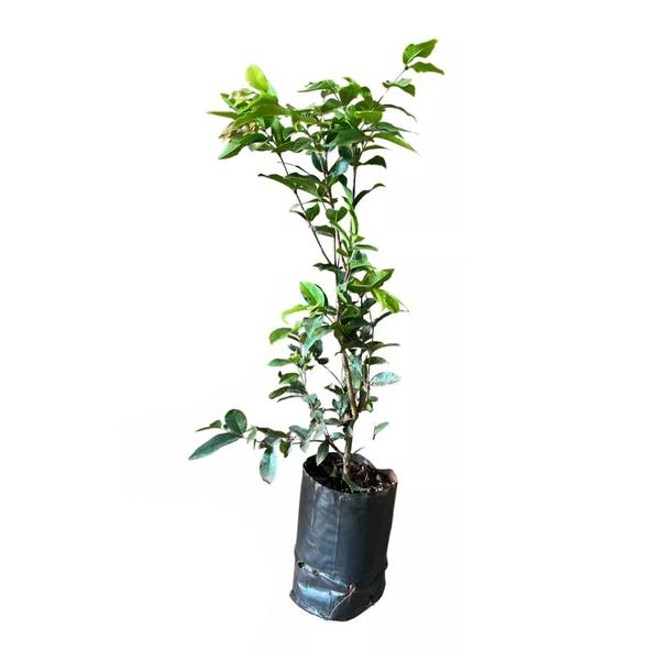 Imagem de Muda de Jabuticaba Branca 20 a 40cm AMK - Plantas Online