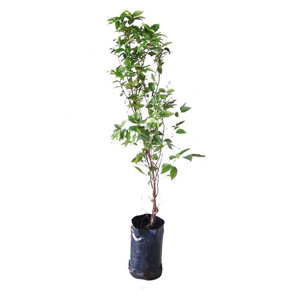 Imagem de Muda de Jabuticaba Sabara 20 a 40cm AMK - Plantas Online