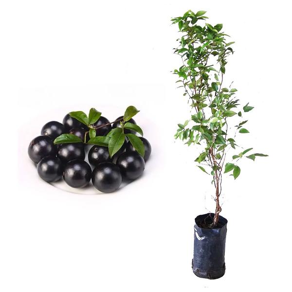 Imagem de Muda de Jabuticaba Sabara 20 a 40cm AMK - Plantas Online