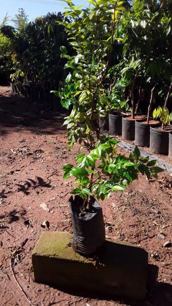 Imagem de Muda De Jabuticaba Sabará e Maça Gala