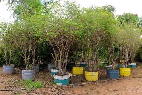 Imagem de Muda De Jabuticaba Sabará