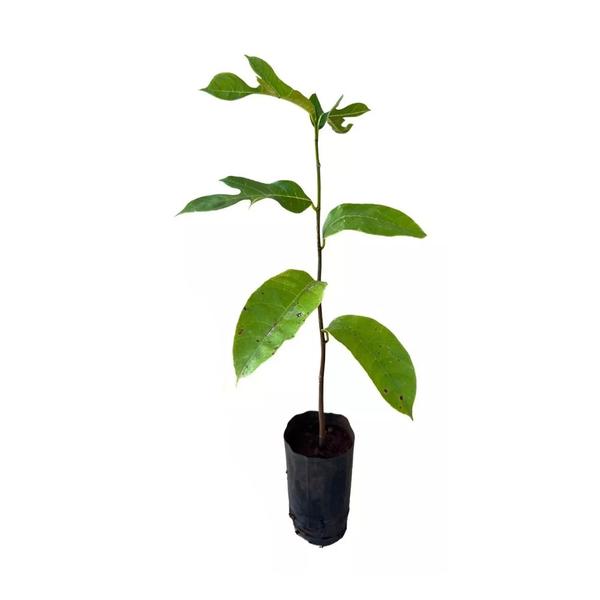 Imagem de Muda de Jaca Dura 20 a 40cm AMK - Plantas Online