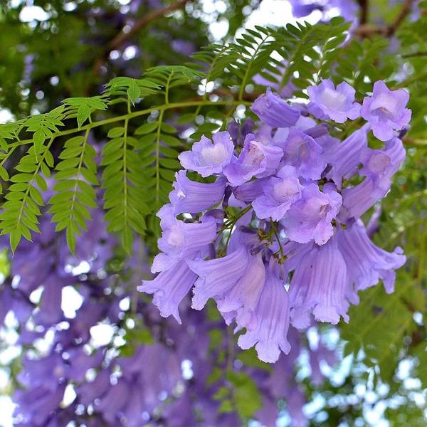 Imagem de Muda de Jacaranda Mimoso 20 a 40cm AMK 