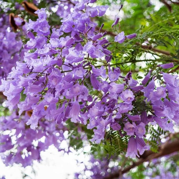 Imagem de Muda de Jacaranda Mimoso 20 a 40cm AMK 