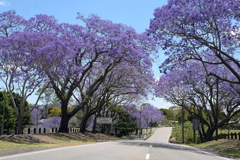 Imagem de Muda De Jacarandá Mimoso