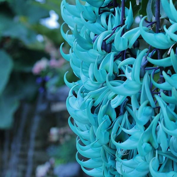 Imagem de Muda de Jade Azul 20 a 40cm AMK - Plantas Online