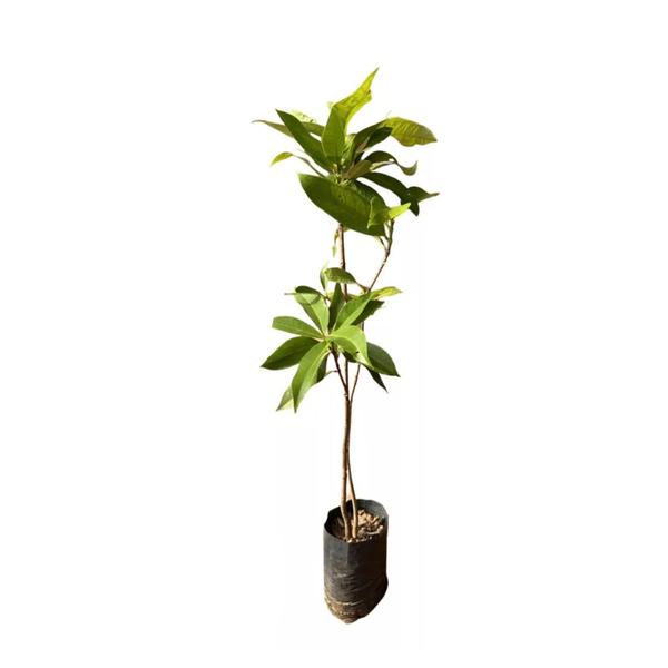 Imagem de Muda de Jambo Roxo 20 a 40cm AMK - Plantas Online