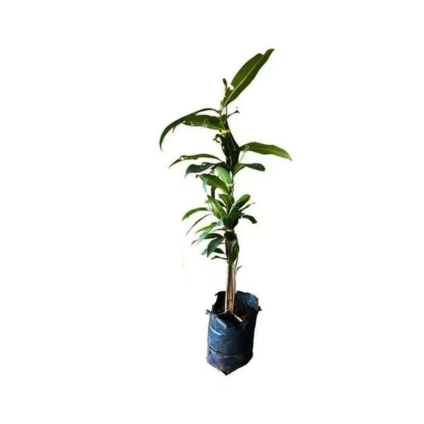 Imagem de Muda de Jambolão 20 a 40cm AMK - Plantas Online