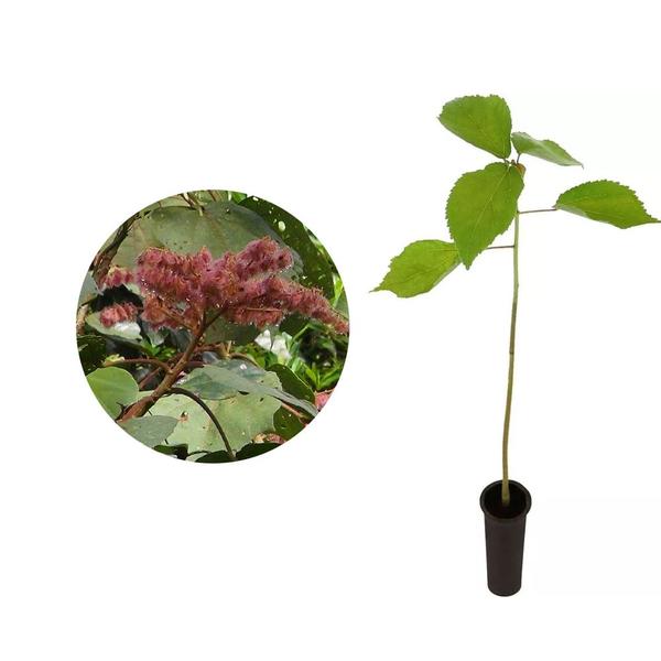 Imagem de Muda de Jangada Brava 20 a 40cm AMK - Plantas Online