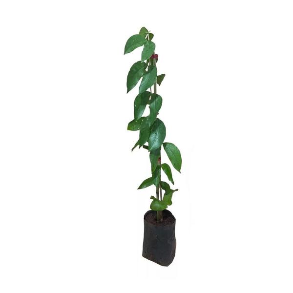 Imagem de Muda de Jatobá 20 a 40cm AMK - Plantas Online