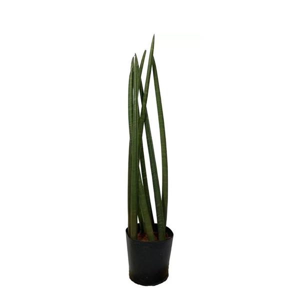 Imagem de Muda de Lança de São Jorge 20 a 40cm AMK - Plantas Online