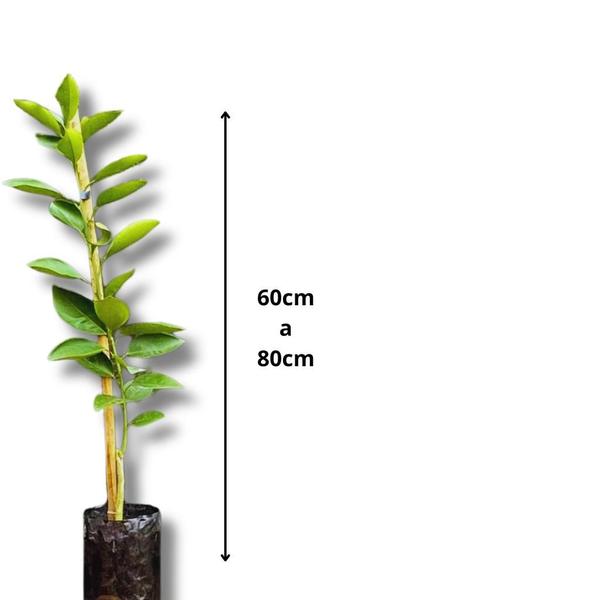 Imagem de Muda de Laranja Açúcar - Enxertada 