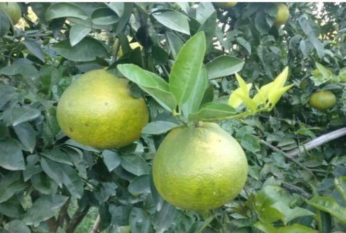 Imagem de Muda de Laranja Champgne Produzindo Altura de 1,0 m a 1,5 m