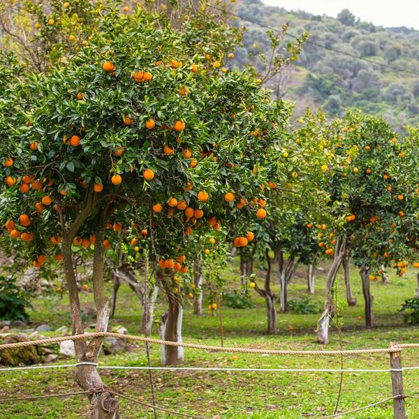 Imagem de Muda de Laranja Natal - Enxertada